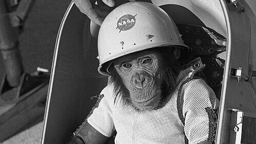 Monkey