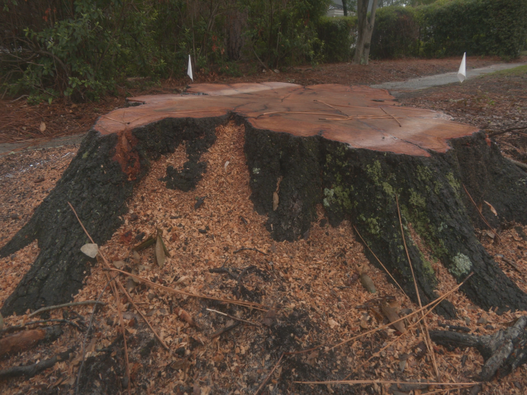 Remains of tree at South Live Oak Parkway
