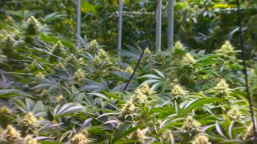 Cbd Thc