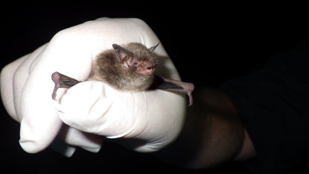 Bat