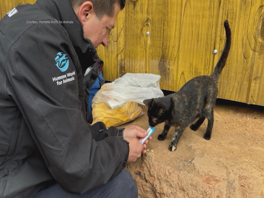 Humane World for Animals rescuing Cats