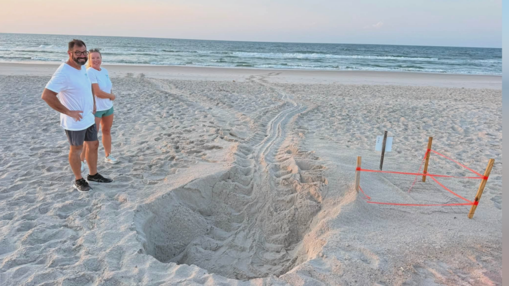 Topsail Turtle Project