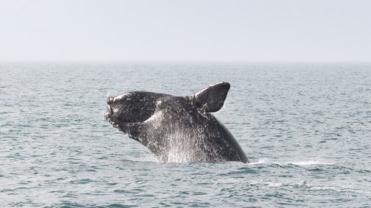North Atlantic Right Whale