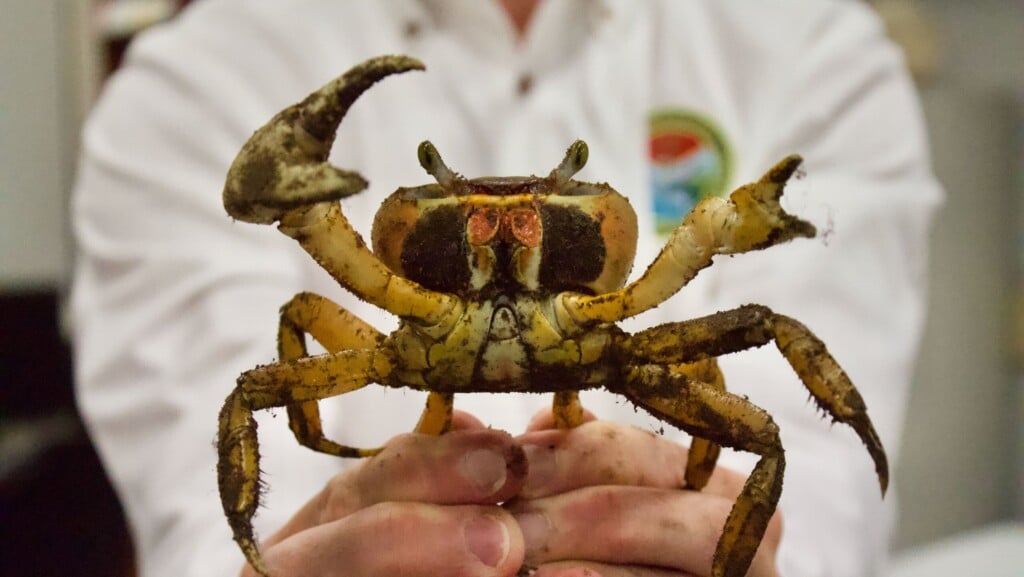 Bluecrab