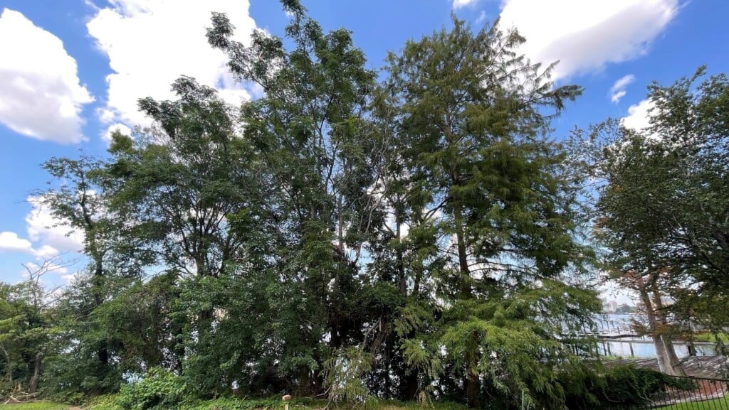 Trees