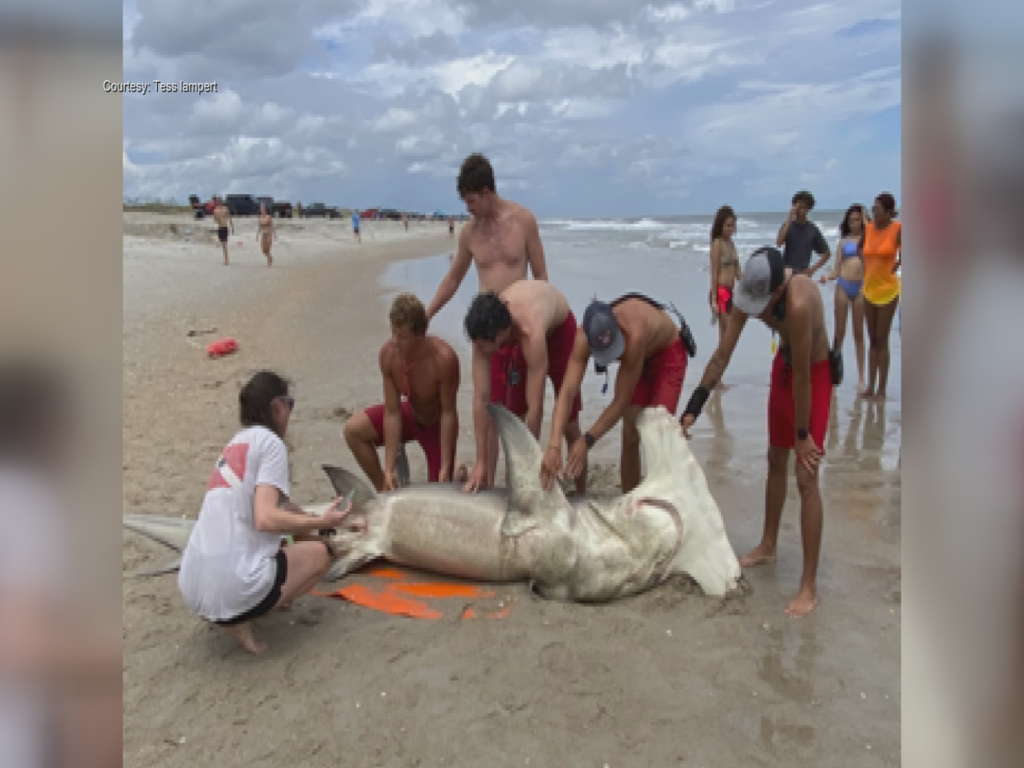 Hammer Head Shark found dead in Carolina Beach