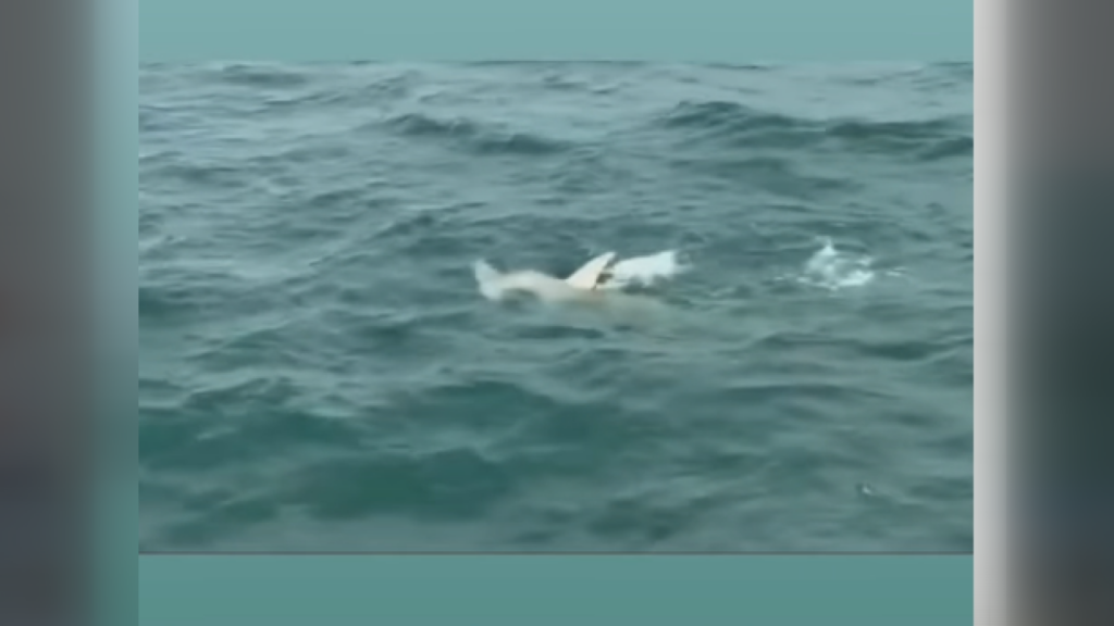 Albino Shark