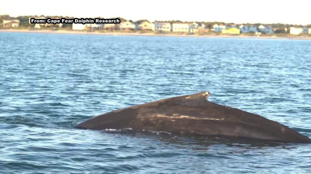 Humpback Whale Spotted Off Brunswick County Coast