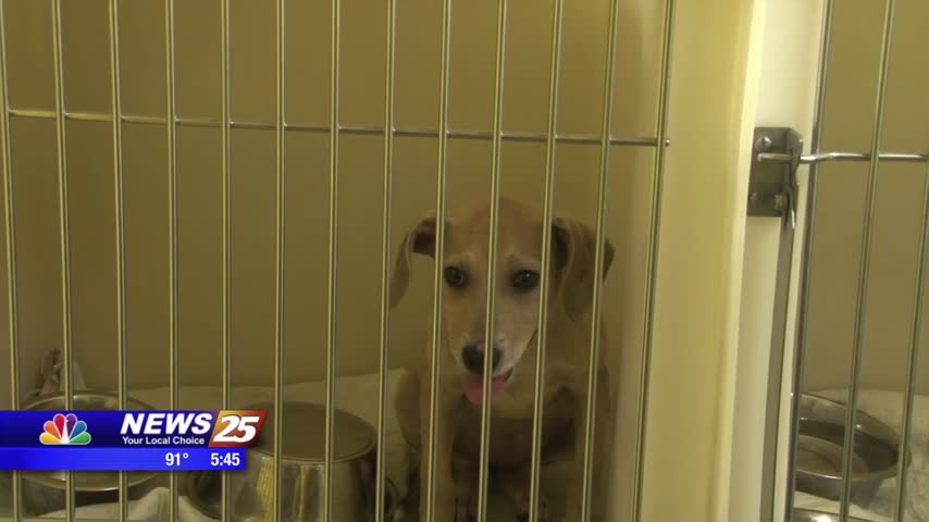 Jackson County Shelter adoption sale - WXXV News 25