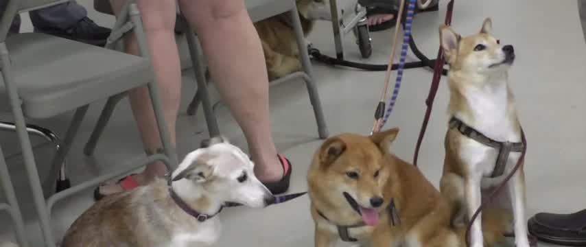 Humane Society Wellness Pop Up Clinic Wxxv News 25