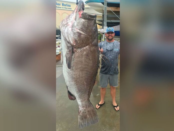 A 350-pound Warsaw grouper caught off the coast of Florida is believed to be 50 years old