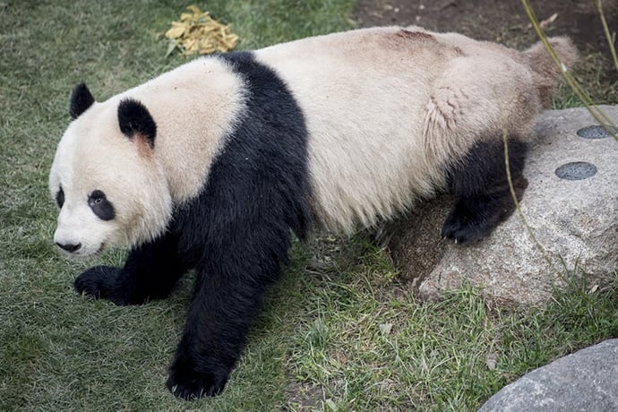 Panda Escapes From Enclosure At Danish Zoo Returned Safely Wxxv News 25
