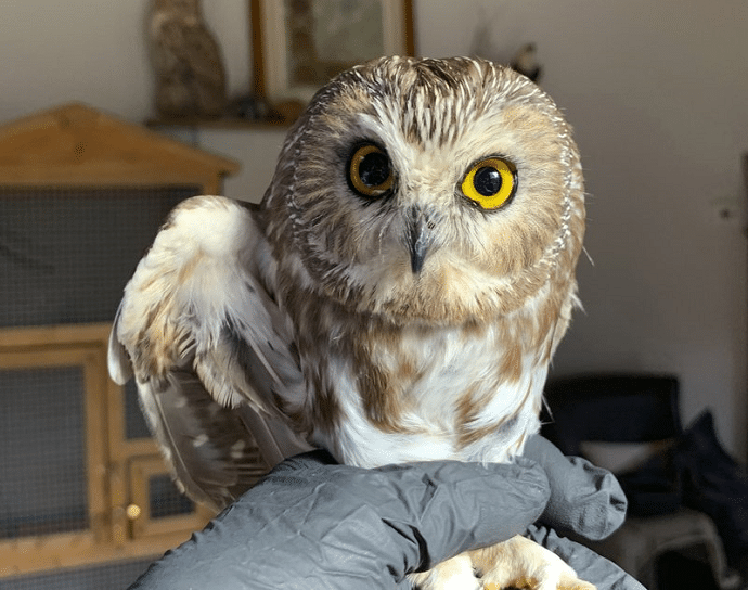 In this photo provided by the Ravensbeard Wildlife Center