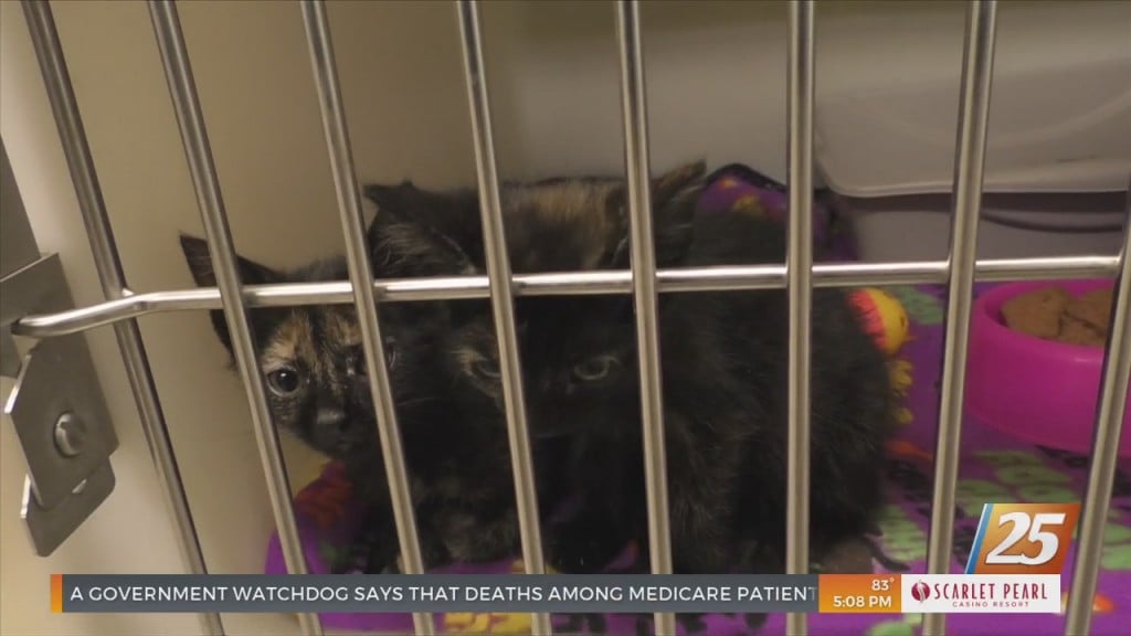Jackson County Animal Shelter Facing Overcrowding Issues