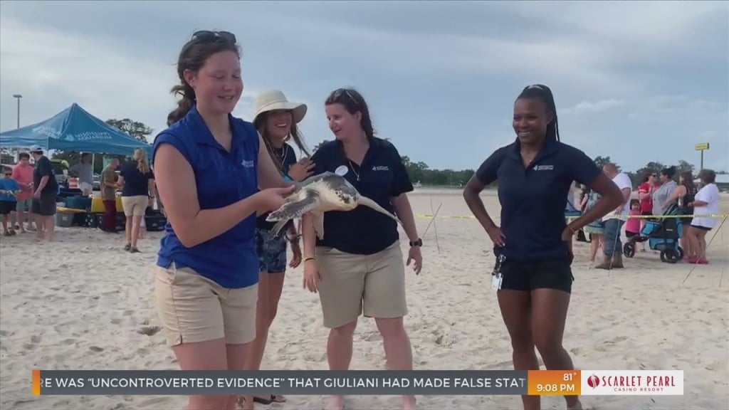 Mississippi Aquarium Releases Sea Turtles Back Into The Gulf