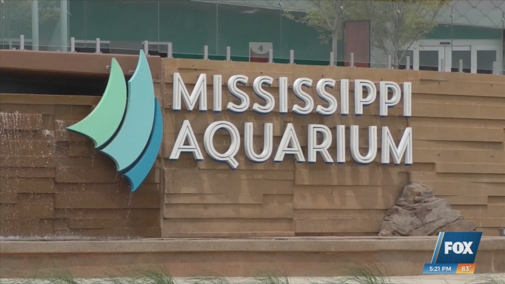 Mississippi Aquarium Fundraiser ‘hancock Whitney Sea Of Stars’