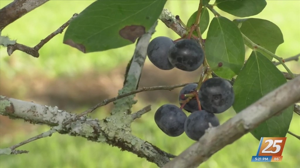 Picking Blueberries At Prissie Branch Nursey In Perkinston