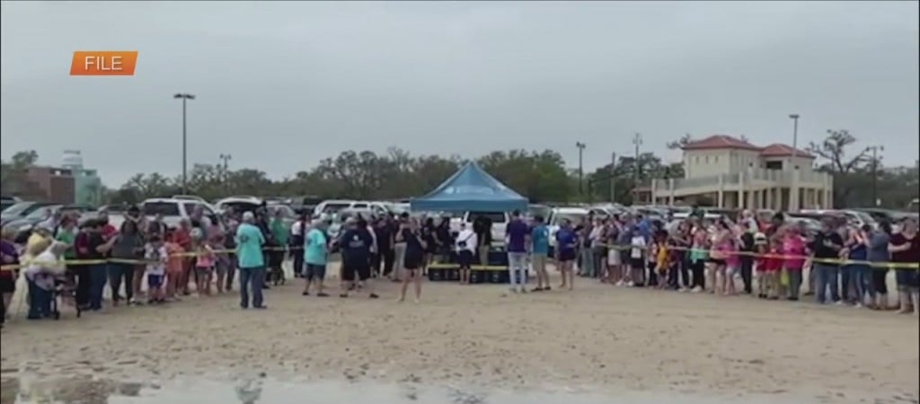 Mississippi Aquarium Turtle Release Set For Tomorrow In Gulfport