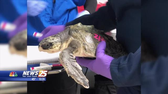 Mississippi Aquarium And Imms Help Sea Turtles