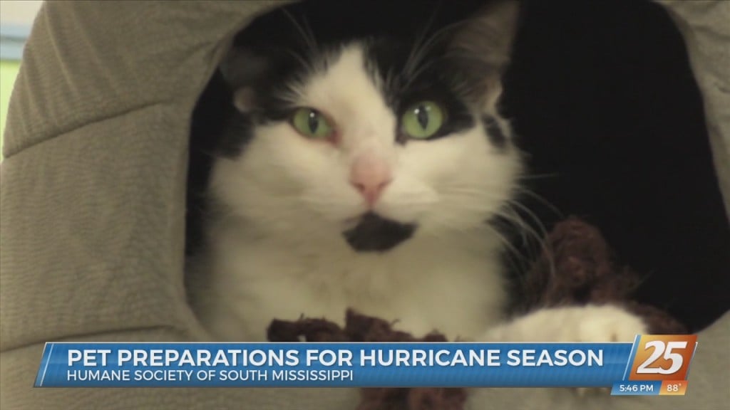 Pet Preparations For Hurricane Season