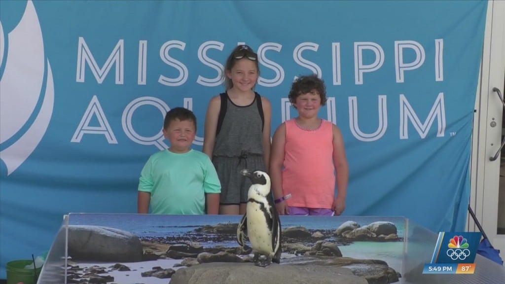 Making Wishes Come True At The Mississippi Aquarium
