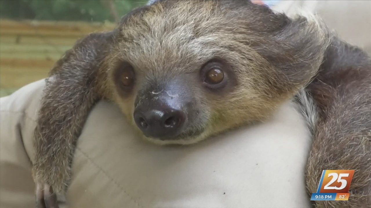 Summer in the Wild event at Wild Acres- WXXV 25 - Vimarsana News