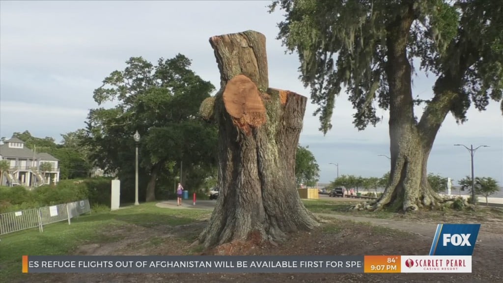 200 Year Old Live Oak Tree Cut Down In Ocean Springs