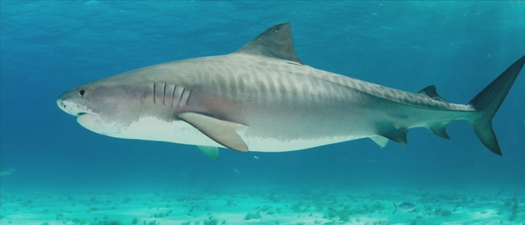 Shark Research Done On The Mississippi Sound