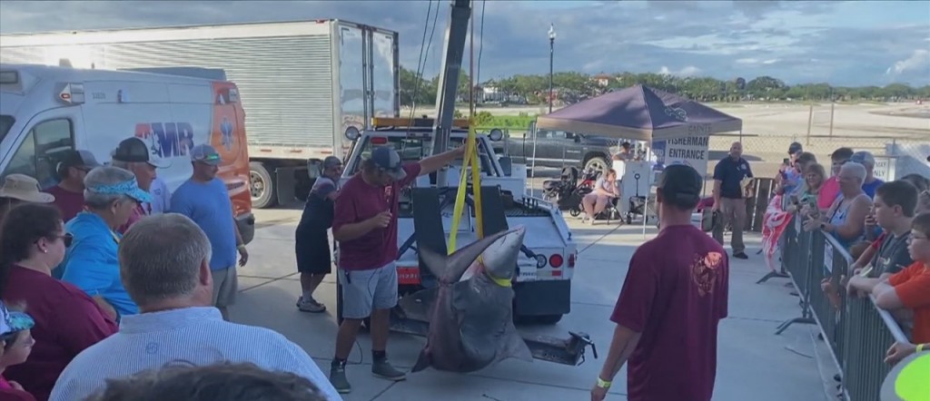 377.4 Pound Bull Shark Caught At The Mississippi Deep Sea Fishing Rodeo