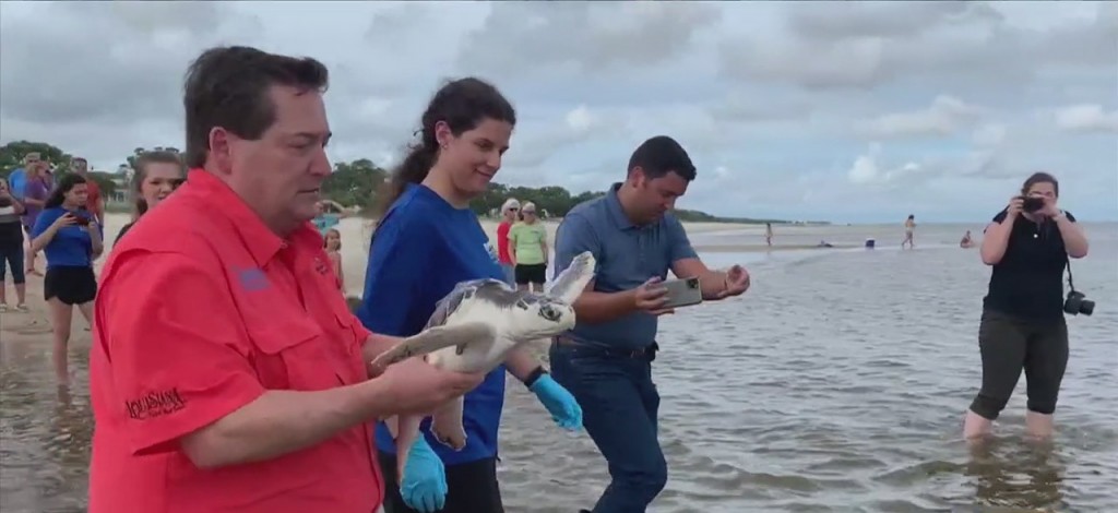 Imms Releases Kemp’s Ridley Sea Turtles To Their Home