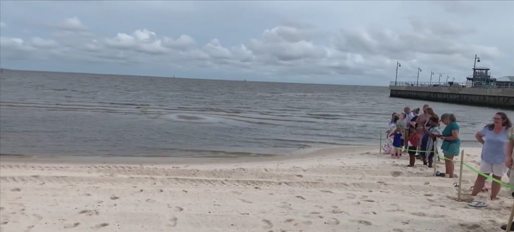Kemps Ridley Sea Turtle Release In Pass Christian