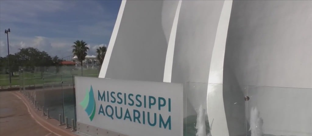 ‘shark Week’ At The Mississippi Aquarium