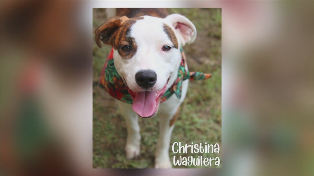 Pet Of The Week: Meet Christina Waguilera