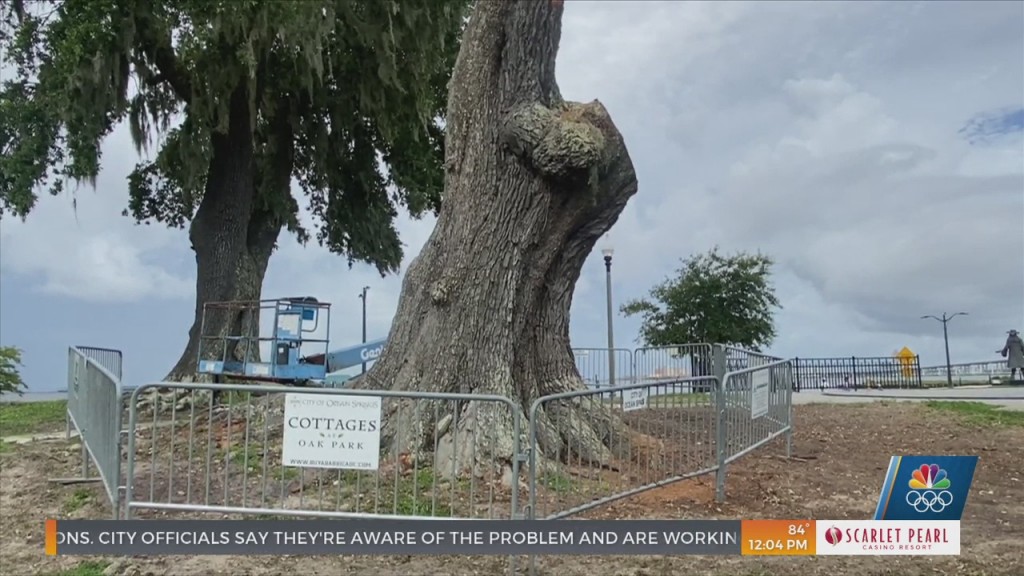 Locals Upset Over The Cutting Down Of 200 Year Old Live Oak In Ocean Springs