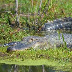 Gator