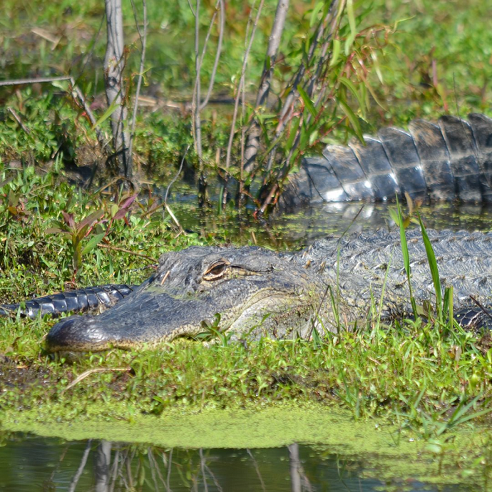 Gator