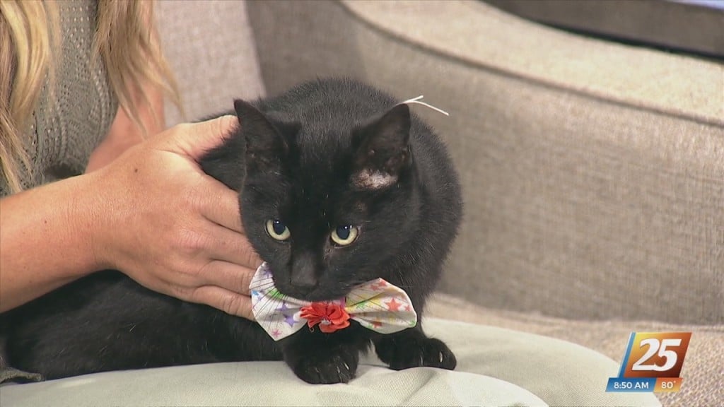 Pet Of The Week: Frankie