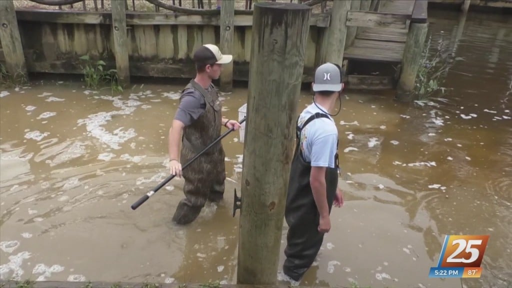 Ocean Springs Aquaculture Students Release Fish In The Wild
