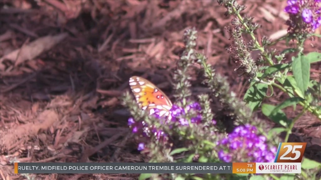 Butterfly Garden Opens At Keesler To Honor Fallen Soldiers