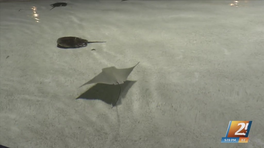 Stingray Born At The Mississippi Aquarium