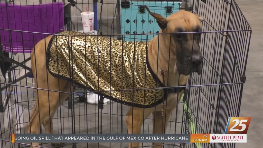 Coast Kennel Club Wraps Up Their Annual Mississippi Gulf Coast Beach Classic Dog Show