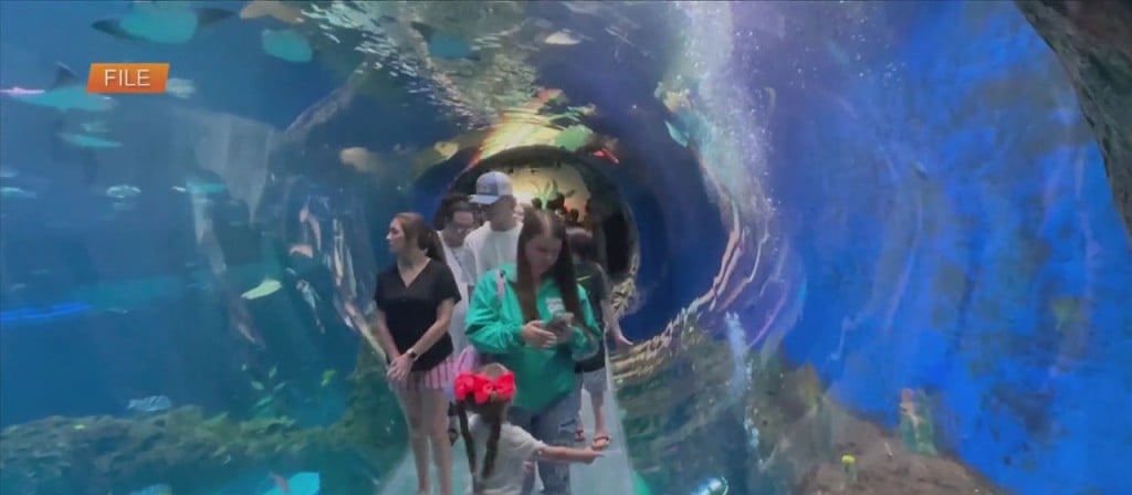 Mississippi Aquarium Collecting Items For Hurricane Ida Victims