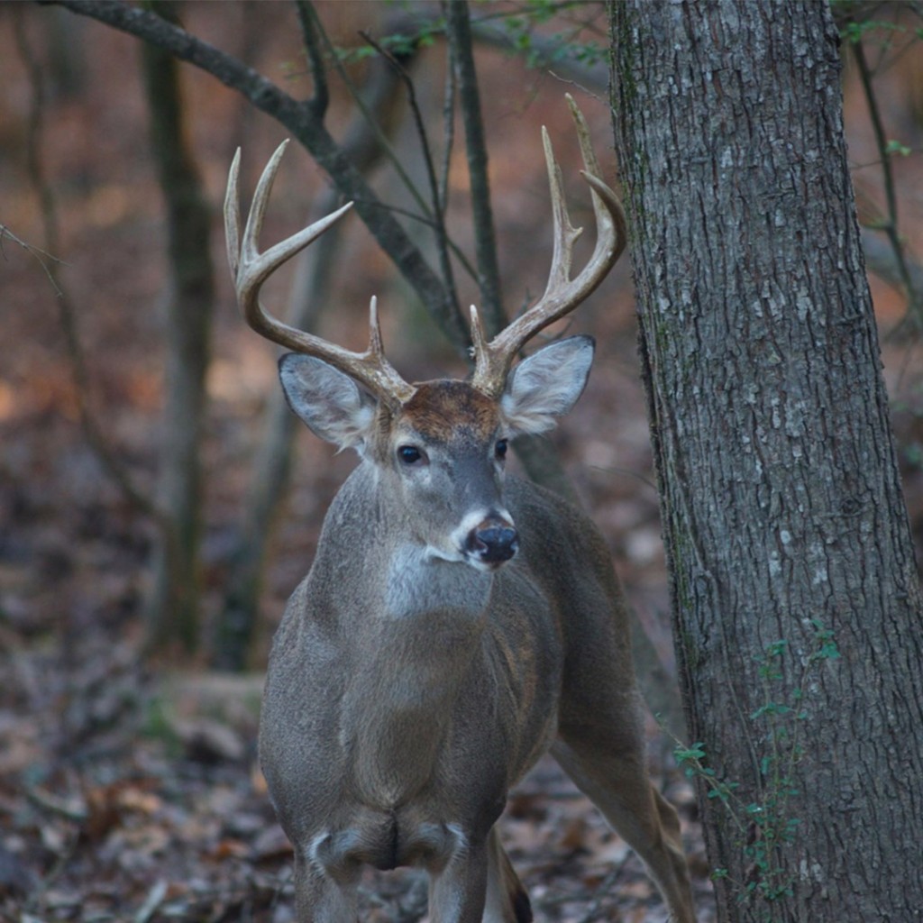 Deer
