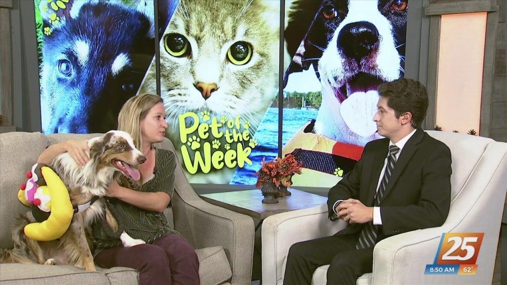 News 25 Pet Of The Week: Carlisle Is Looking For A Forever Home!