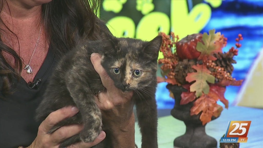 News 25 Pet Of The Week: Slinky Is Looking For Her Forever Home