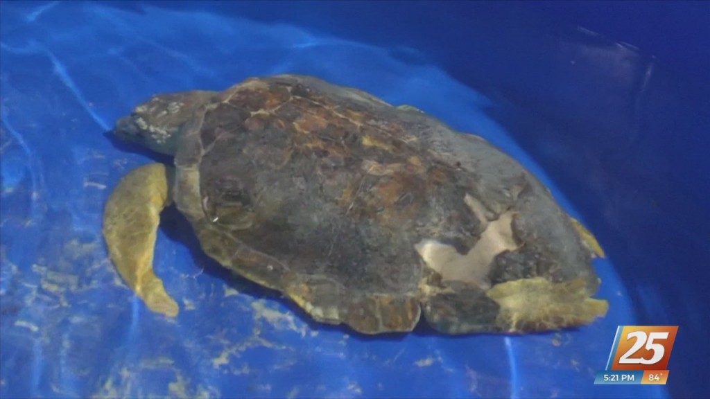 Mississippi Aquarium Treating Endangered Sea Turtle