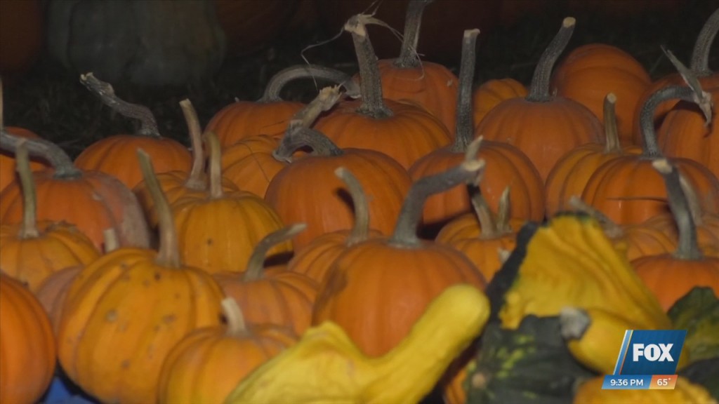 Pumpkin Patch With A Purpose In St. Martin