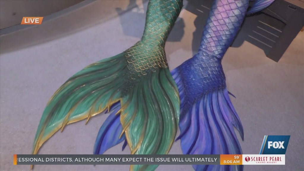 Mermaids On The Coast This Weekend At The Mississippi Aquarium