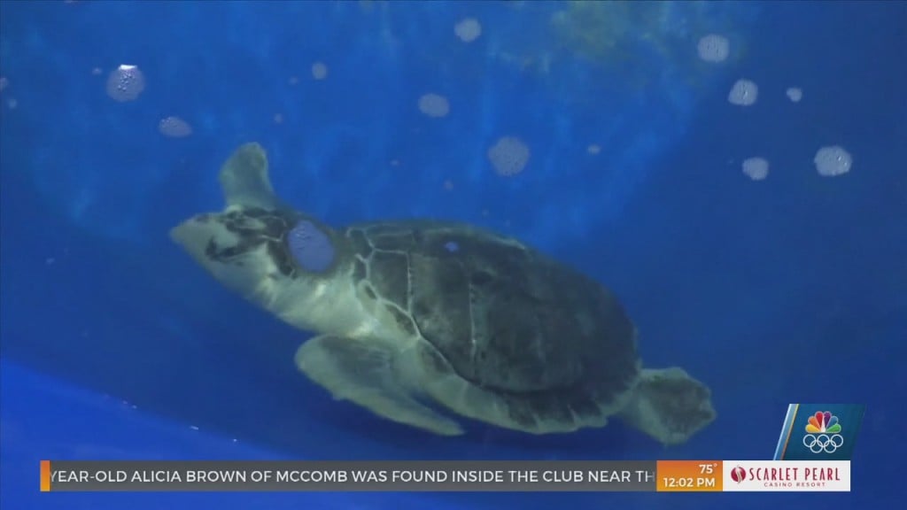 Mississippi Aquarium Treating Cold Stunned Sea Turtles