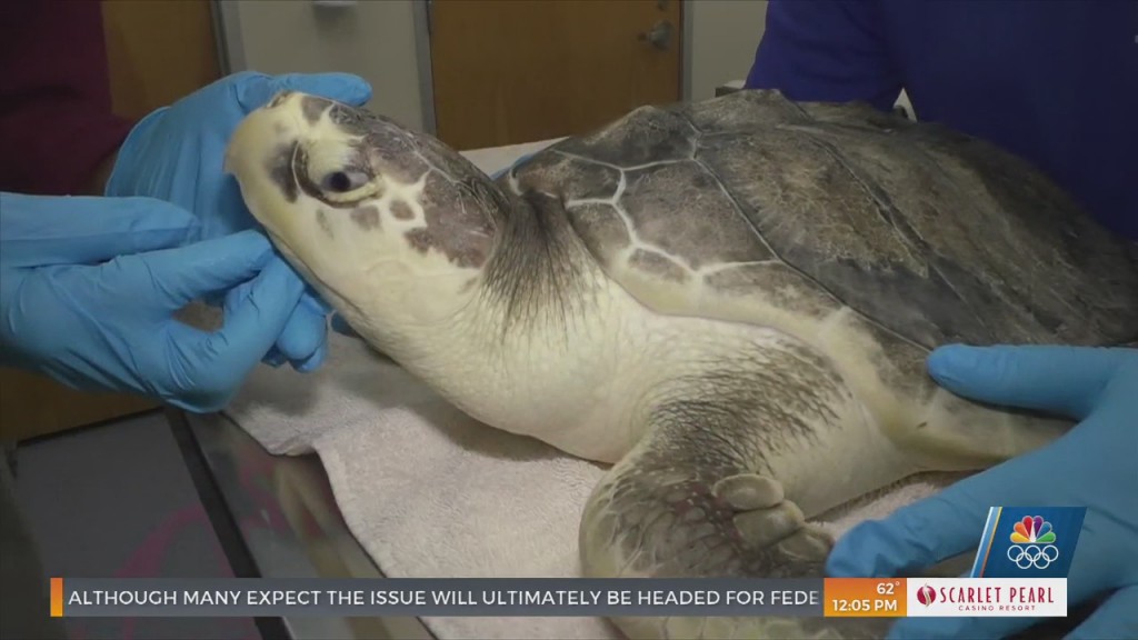 Imms Hosting Sea Turtle Release Saturday In Biloxi